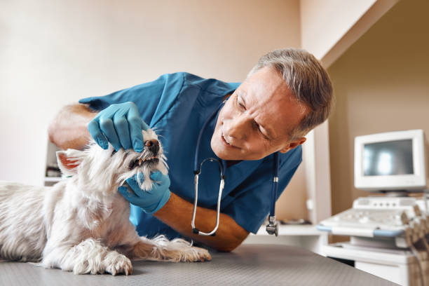 Best Same-Day Emergency Dentist in Bastrop, TX